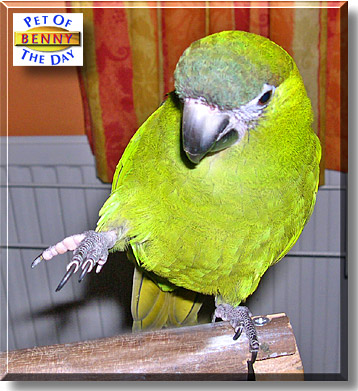 Benny, the Pet of the Day