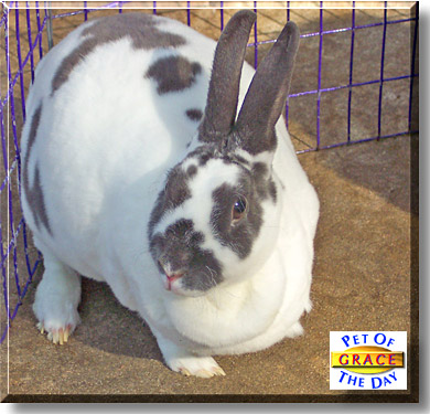 Grace, the Pet of the Day