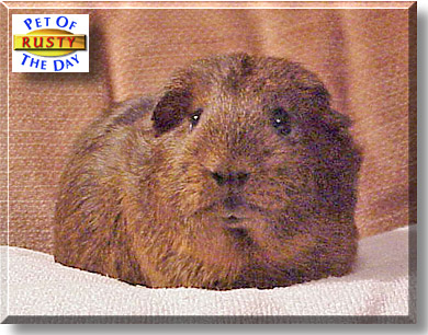 Rusty, the Pet of the Day