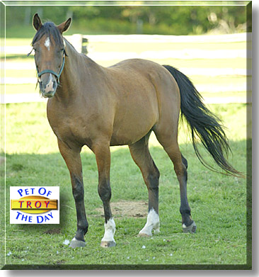 Troy, the Pet of the Day
