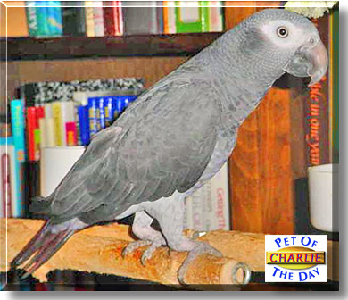 Charlie, the Pet of the Day