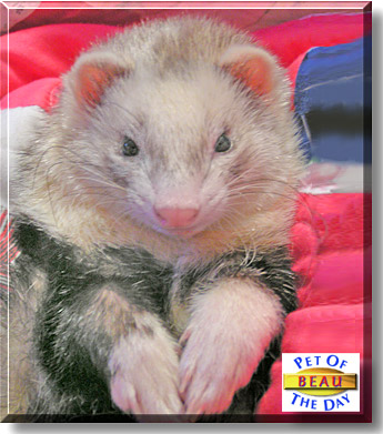 Beau, the Pet of the Day