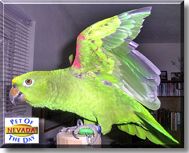 Nevada, the Pet of the Day