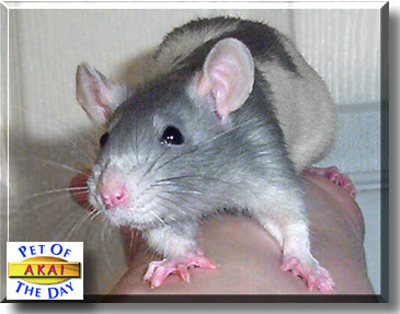 Akai, the Pet of the Day
