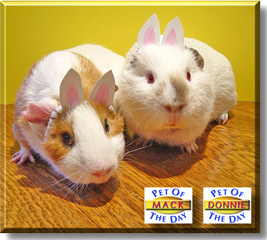 Mack, Donnie, the Pet of the Day