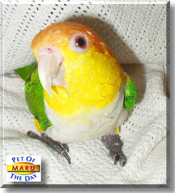 Maru, the Pet of the Day