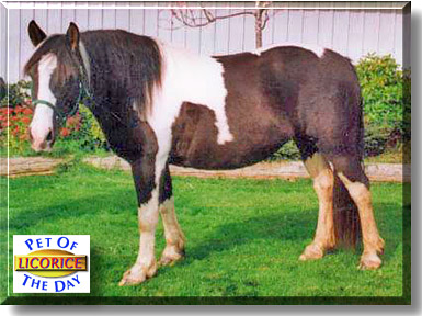 Licorice, the Pet of the Day