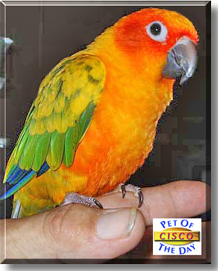 Cisco, the Pet of the Day