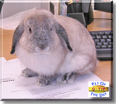 Q-Tip, the Pet of the Day