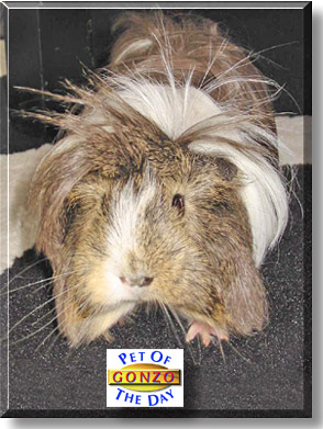 Gonzo, the Pet of the Day