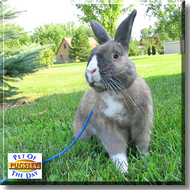 Pugsley, the Pet of the Day