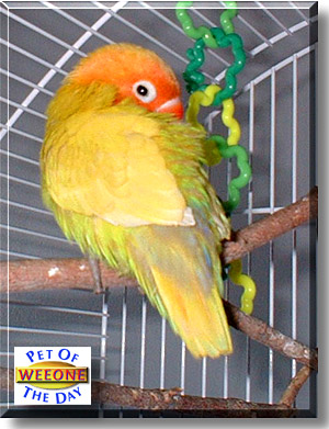 WeeOne, the Pet of the Day