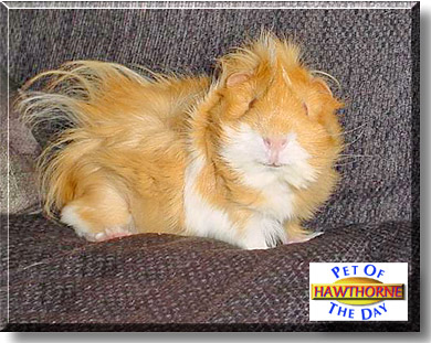 Hawthorne, the Pet of the Day