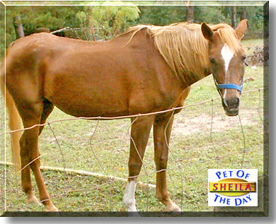 Sheila, the Pet of the Day