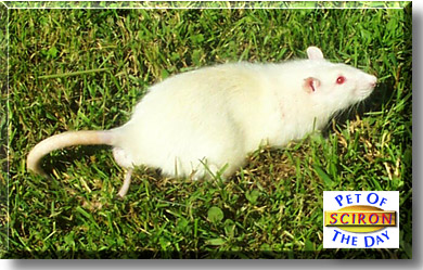 Sciron, the Pet of the Day