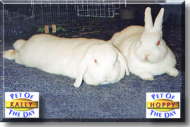 Kally and Hoppy, the Pet of the Day