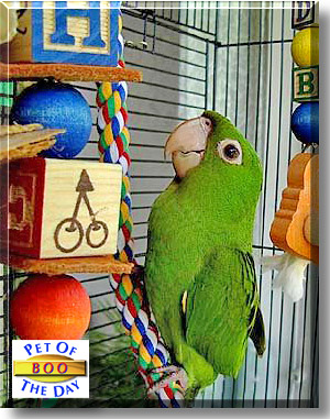 Boo, the Pet of the Day