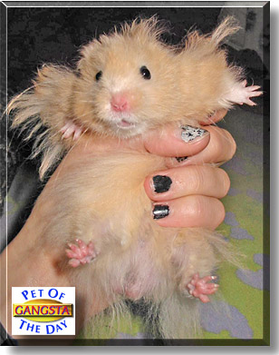 Gangsta, the Pet of the Day