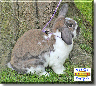 Dottie, the Pet of the Day