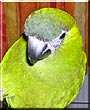 Benny the Hahns Macaw