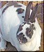 Grace the Mini Rex Rabbit