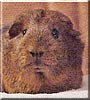 Rusty the Guinea Pig