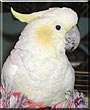 Angus the Crested Cockatoo