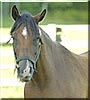 Troy the Quarter Horse, Arabian