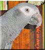 Charlie the Timneh African Grey