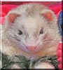 Beau the Ferret