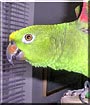 Nevada the Amazon Parrot