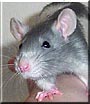 Akai the Blue hooded rat