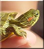 Tilly the Red Eared Slider
