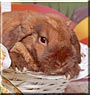 Bunbun the Mini lop Rabbit