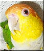 Maru the White bellied Caique