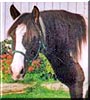 Licorice the Draft pony