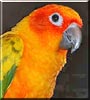 Cisco the Sun Conure