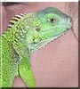 Spike the Green Iguana