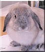 Q Tip the Holland Lop Rabbit