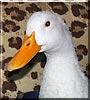 Gertrude the Pekin Duck