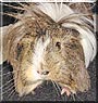 Gonzo the Guinea Pig