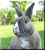 Pugsley the Rabbit