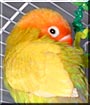 WeeOne the Fischer's Lovebird