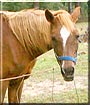 Sheila the Arabian