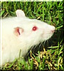 Sciron the Albino Rat