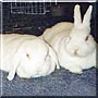 Kally, Hoppy the Rabbits