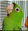 Boo the White eyed Conure