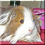 Chubby the Guinea Pig