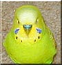 Neon the Parakeet