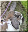Dottie the Mini lop